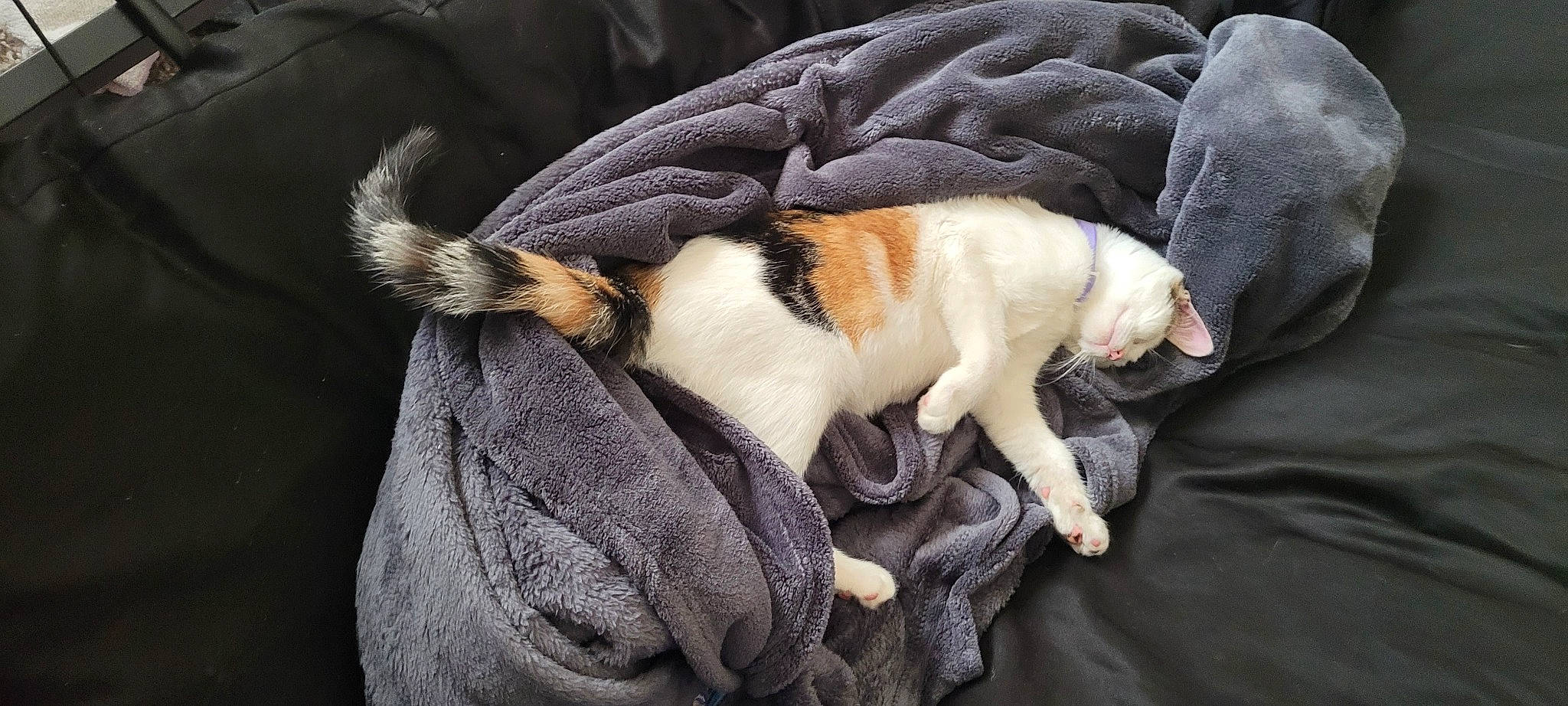 Bree joined the competition — help win amazing prizes! canidae, carnivore, cat, cat_supply, claw, collar, comfort, companion_dog, dog_breed, domestic_short_haired_cat, fawn, felidae, fur, linens, nap, paw, small_to_medium_sized_cats, snout, tail, whiskers