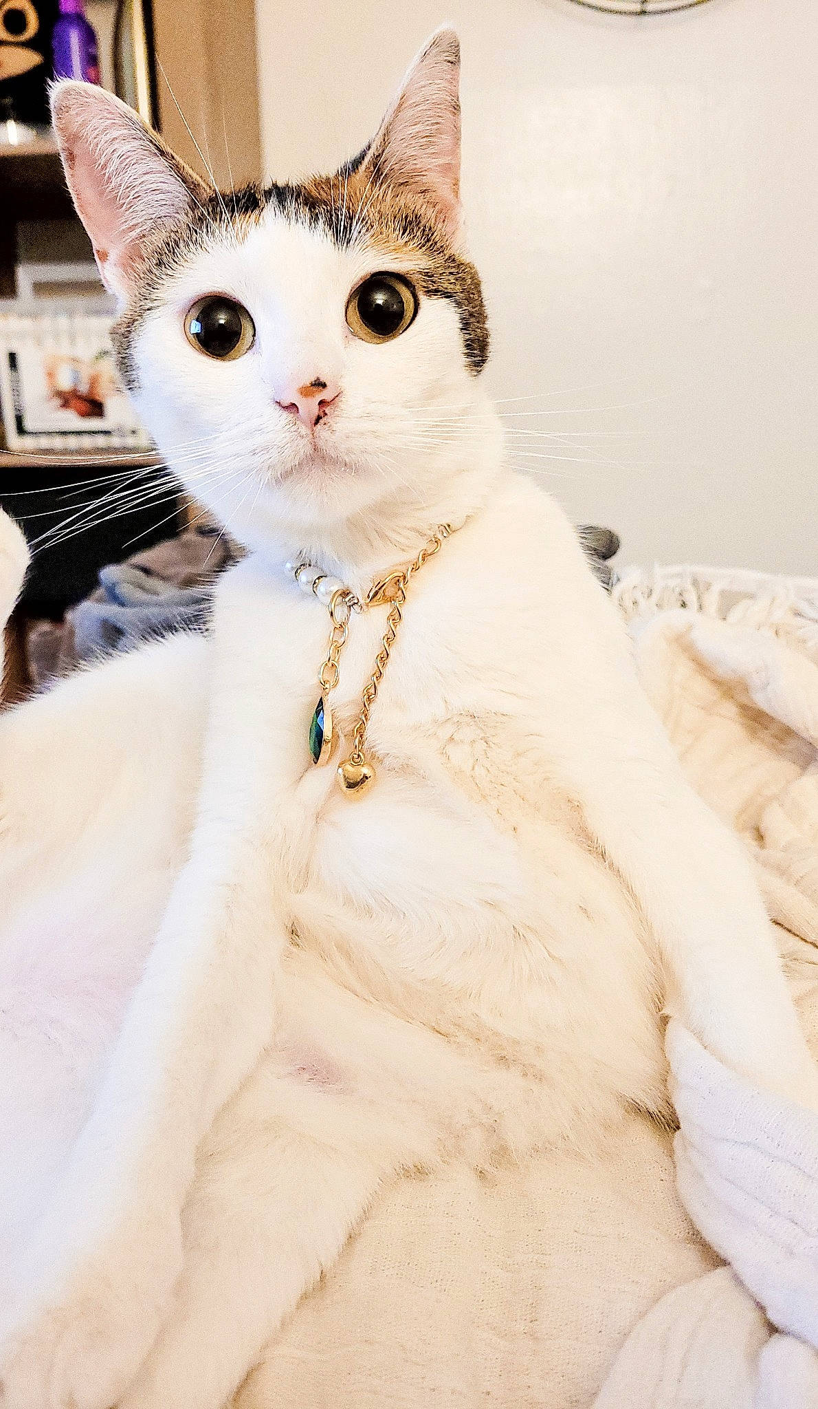 Bree joined the competition — help win amazing prizes! carnivore, cat, collar, event, felidae, fur, natural_material, pet_supply, sleeve, small_to_medium_sized_cats, snout, whiskers, window