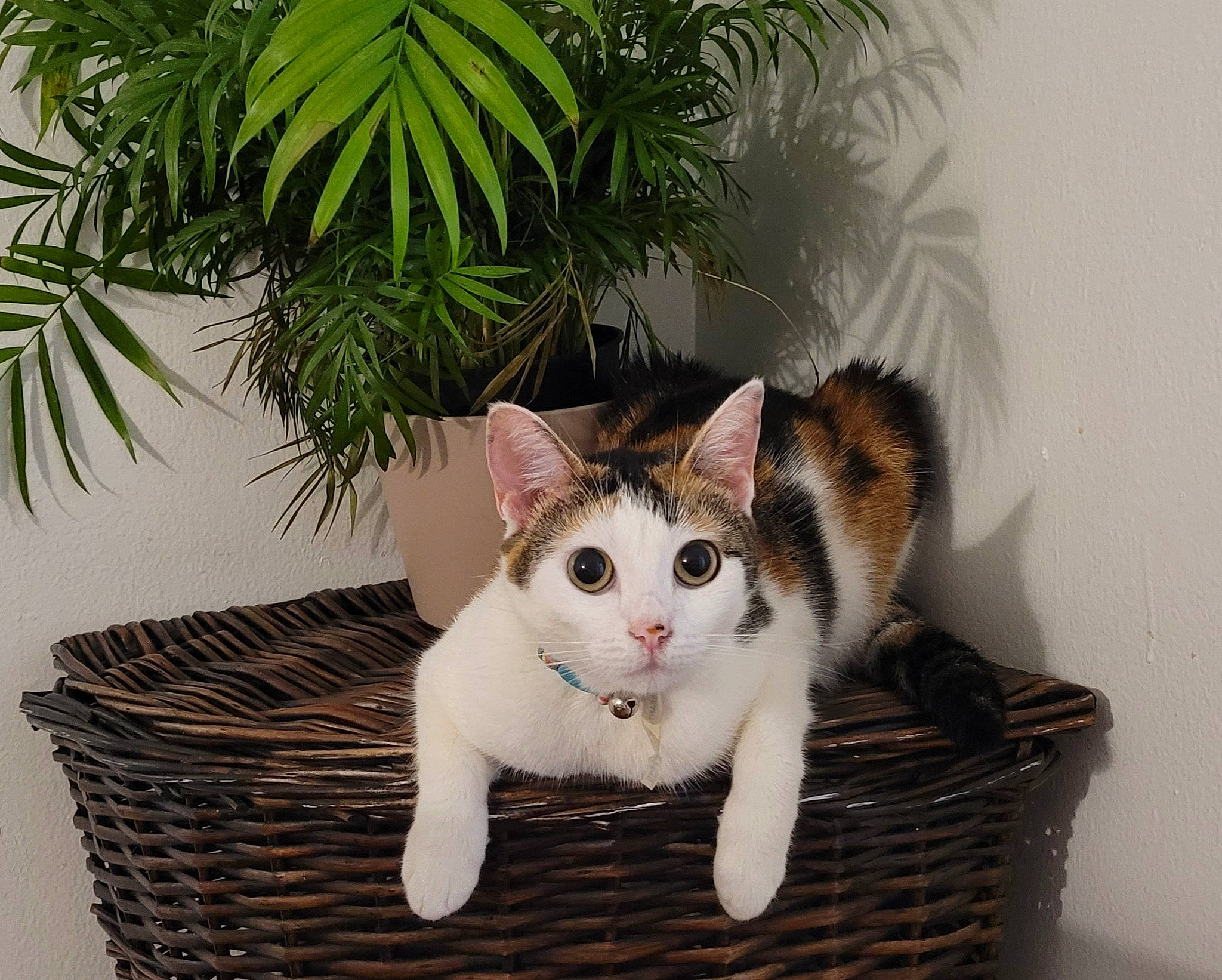 Bree is registered to the contest to win money with this photo: carnivore, cat, chair, domestic_short_haired_cat, eye, fawn, felidae, flowerpot, fur, grass, houseplant, paw, plant, small_to_medium_sized_cats, snout, tail, terrestrial_plant, tree, whiskers, wood