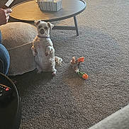 Lilly joined the competition — help win amazing prizes! begging_dog, carpet, couch, cozy, curtains, dog, furniture, home, indoor, living_room, natural_light, person_hand, pet, phone, pillows, plush_toy, sliding_door, small_dog, table, toy