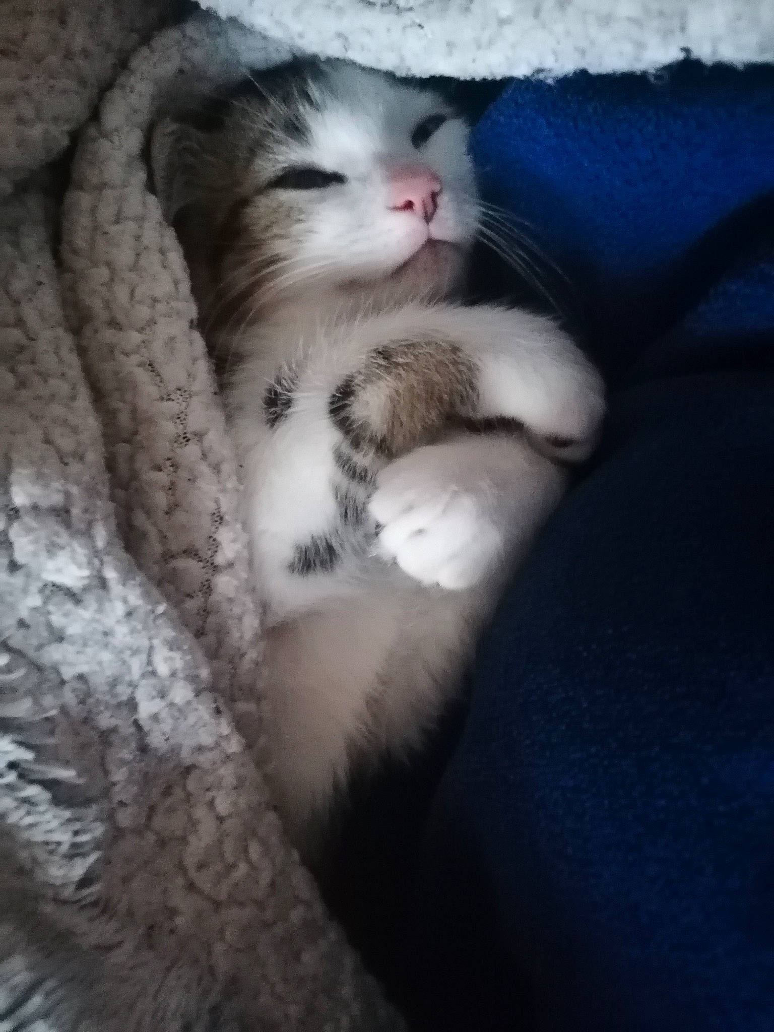 Ravioli a rejoint le concours — aidez-le/la à gagner de superbes lots ! carnivore, cat, claw, cloud, comfort, domestic_short_haired_cat, fawn, felidae, foot, fur, grey, nap, paw, sitting, small_to_medium_sized_cats, snout, tail, terrestrial_animal, whiskers