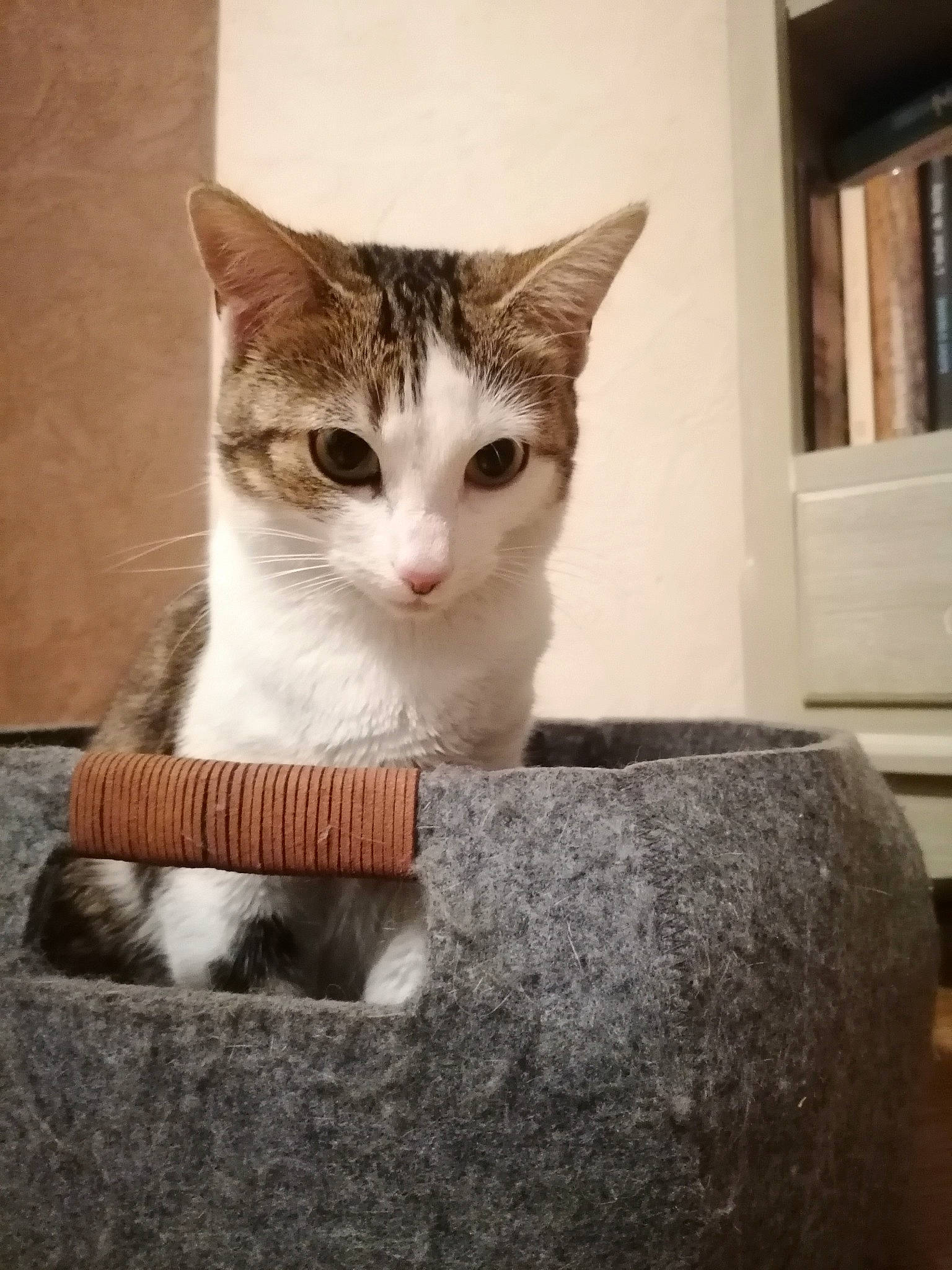 Ravioli a rejoint le concours — aidez-le/la à gagner de superbes lots ! art, bookcase, carnivore, cat, domestic_short_haired_cat, eye, fawn, felidae, fur, paw, shelf, shelving, sitting, small_to_medium_sized_cats, snout, tail, tree, whiskers, window, wood