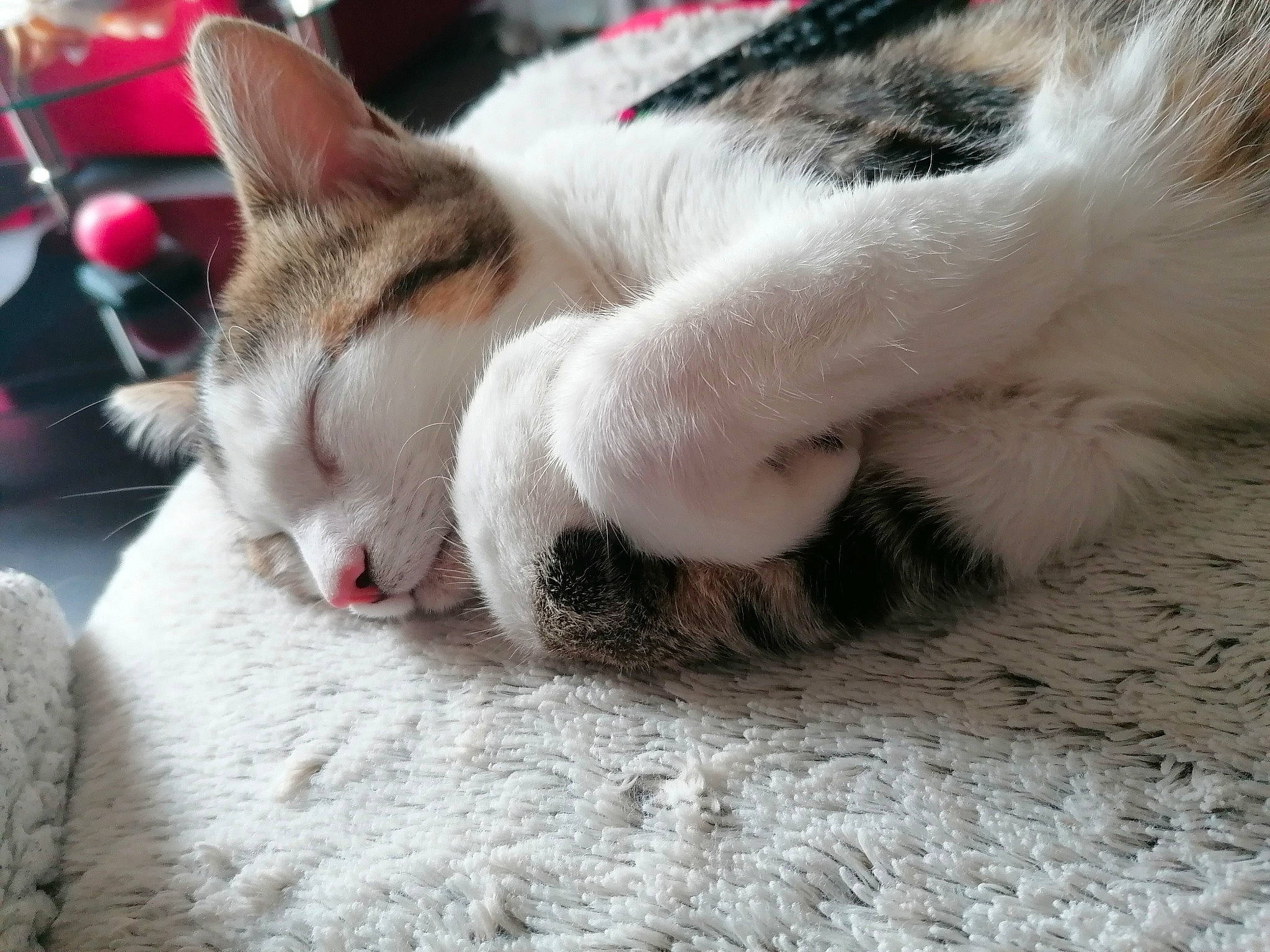 Ravioli a rejoint le concours — aidez-le/la à gagner de superbes lots ! carnivore, cat, cat_furniture, cat_supply, claw, comfort, domestic_short_haired_cat, eye, fawn, felidae, fur, nap, paw, sleep, small_to_medium_sized_cats, snout, tail, whiskers