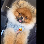 Venom a rejoint le concours — aidez-le/la à gagner de superbes lots ! adorable, animal, canine, cozy, cute, dog, domestic_animal, fluffy, friendly, fur, hand_holding, happy, indoors, pet, pomeranian, portrait, small_dog, smiling, sweater, tongue_out