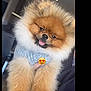 adorable, animal, canine, cozy, cute, dog, domestic_animal, fluffy, friendly, fur, hand_holding, happy, indoors, pet, pomeranian, portrait, small_dog, smiling, sweater, tongue_out