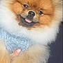 Venom a rejoint le concours — aidez-le/la à gagner de superbes lots ! animal, brown_fur, close_up, companion, cozy, cute, dog, domestic_animal, fluffy, friendly, furry, happy, indoor, pet, pomeranian, portrait, small_dog, sweater, tongue_out, white_fur