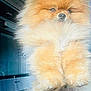 adorable, animal, canine, companion, cute, cute_pet, dog, domestic_animal, facing_forward, fluffy, fur, home, indoor, kitchen, mammal, pet, pomeranian, portrait, small_dog, standing