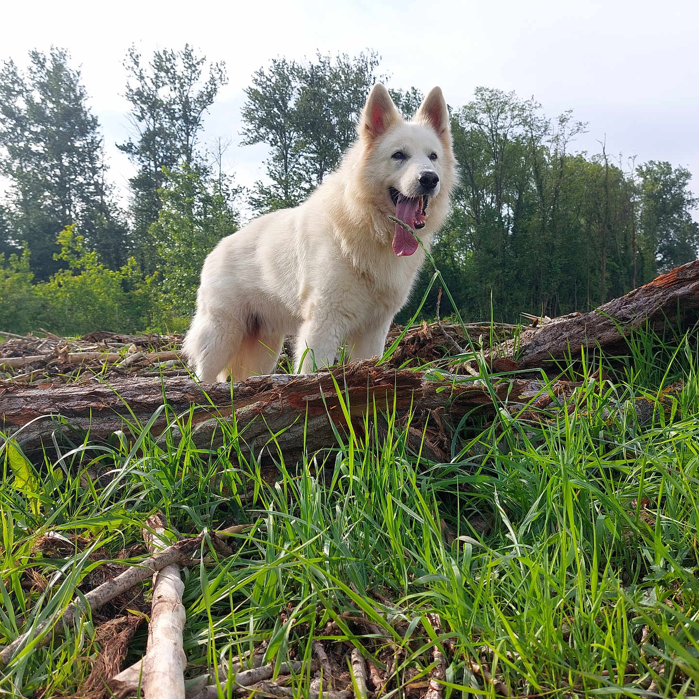 Leto participe au concours pour gagner de l'argent avec cette photo : animal, canine, chow, dog, eskimodog, fir, grass, husky, land, nature, outdoors, pet, plant, puppy, terrier, tree, vegetation, whitedog, wood, woodland