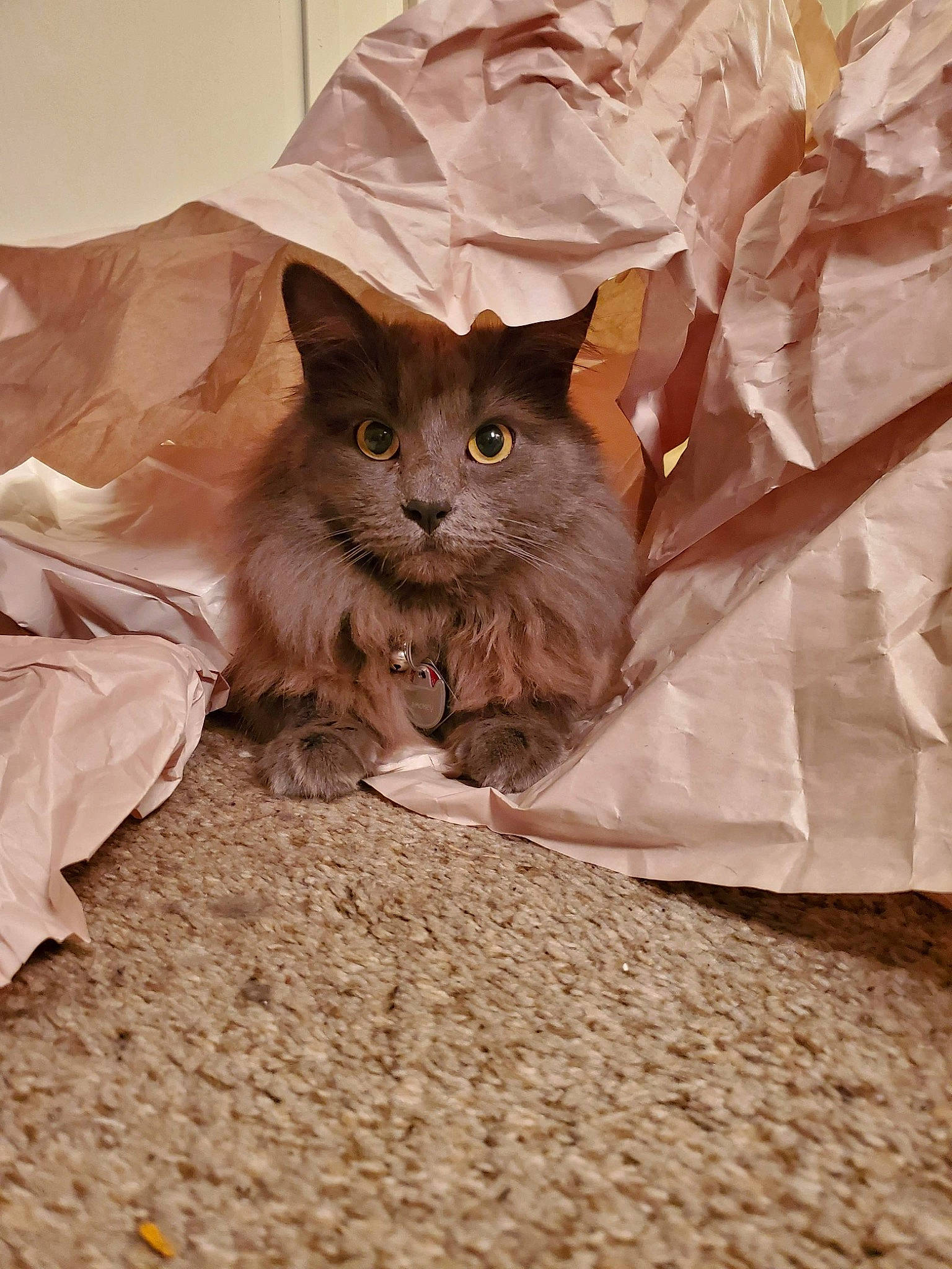 Smokey joined the competition — help win amazing prizes! brown, carnivore, cat, comfort, domestic_short_haired_cat, fawn, felidae, flooring, fur, paw, plant, sand, shadow, sitting, small_to_medium_sized_cats, snout, soil, tail, terrestrial_animal, whiskers