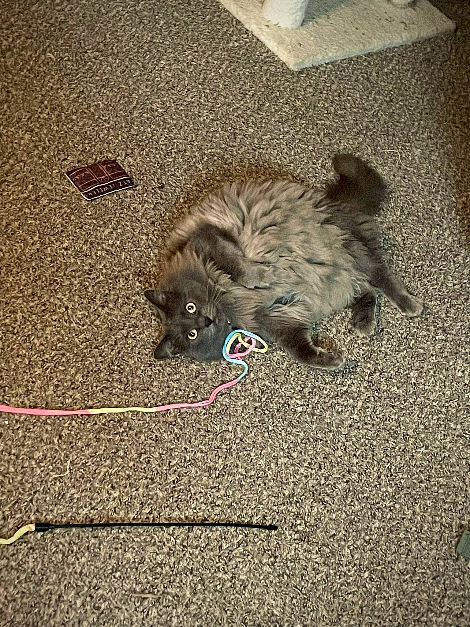 Smokey joined the competition — help win amazing prizes! asphalt, automotive_tire, carnivore, cat, concrete, fawn, felidae, floor, flooring, grass, grey, road_surface, sidewalk, small_to_medium_sized_cats, snout, soil, tail, tar, terrestrial_animal, whiskers