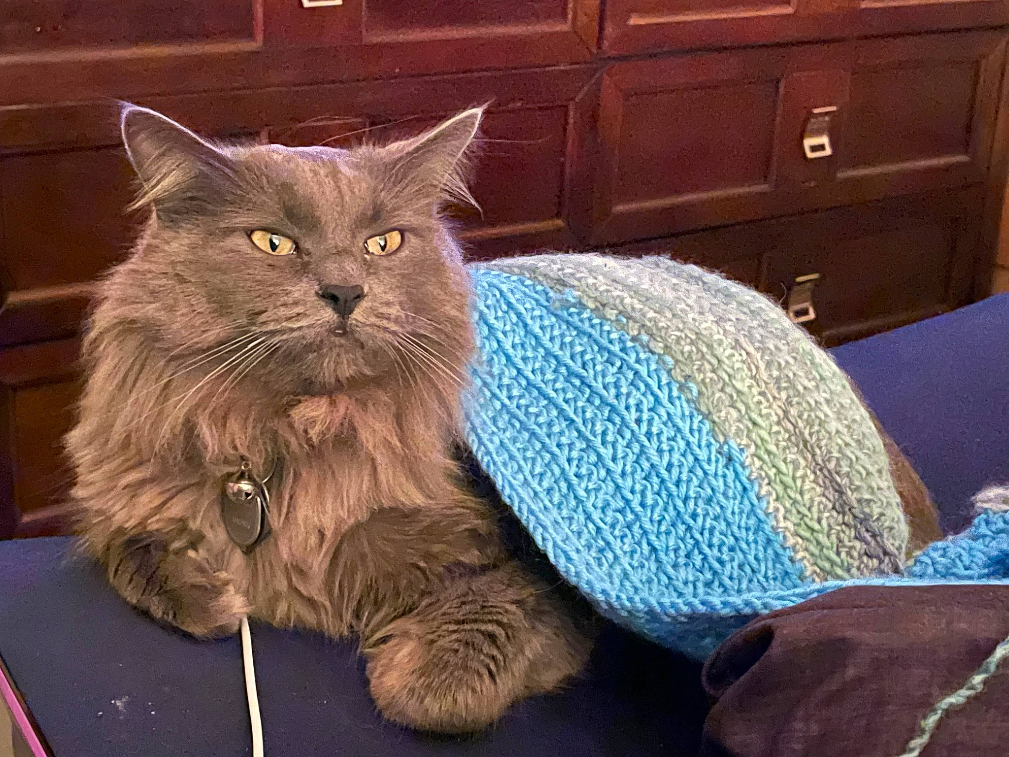 Smokey joined the competition — help win amazing prizes! cabinetry, carnivore, cat, chair, chest_of_drawers, comfort, drawer, dresser, electric_blue, fawn, felidae, fur, grey, mammal, sitting, small_to_medium_sized_cats, snout, tail, vertebrate, whiskers