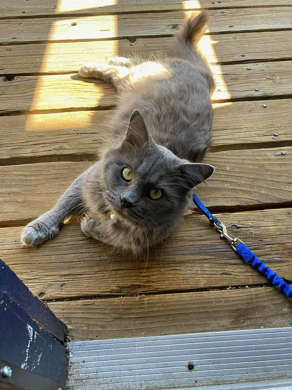 Smokey is registered to the contest to win money with this photo: black_cat, carnivore, cat, claw, domestic_short_haired_cat, electric_blue, fawn, felidae, flooring, fur, grey, hardwood, paw, russian_blue, small_to_medium_sized_cats, snout, tail, whiskers, wildlife, wood