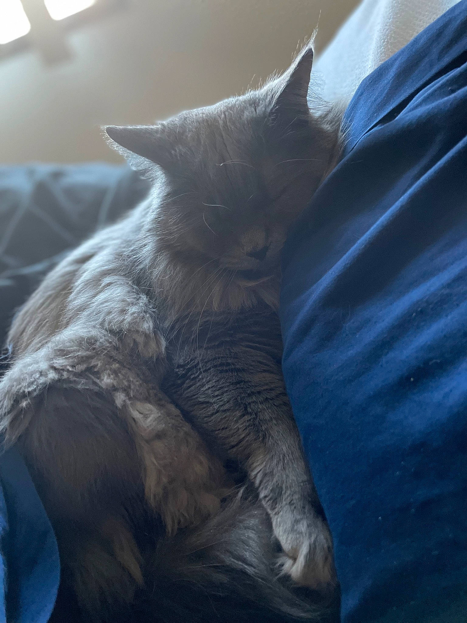 Smokey joined the competition — help win amazing prizes! carnivore, cat, claw, comfort, domestic_short_haired_cat, electric_blue, felidae, fur, grey, nap, paw, russian_blue, sitting, sleeve, small_to_medium_sized_cats, snout, tail, terrestrial_animal, vertebrate, whiskers