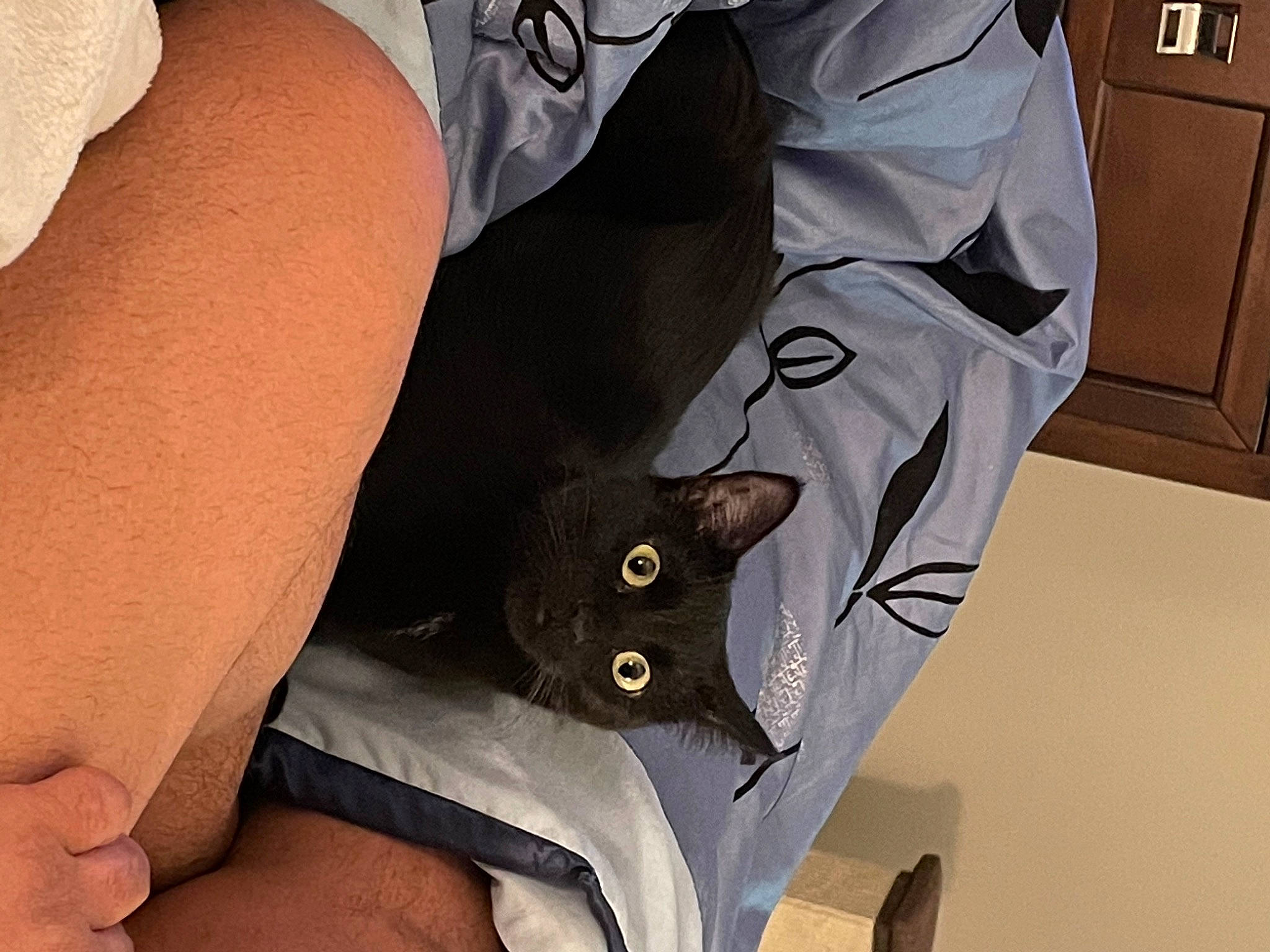 Mia joined the competition — help win amazing prizes! bag, black, carnivore, cat, comfort, denim, felidae, finger, gadget, grey, human_body, human_leg, knee, lap, leg, sleeve, small_to_medium_sized_cats, t_shirt, thigh, whiskers