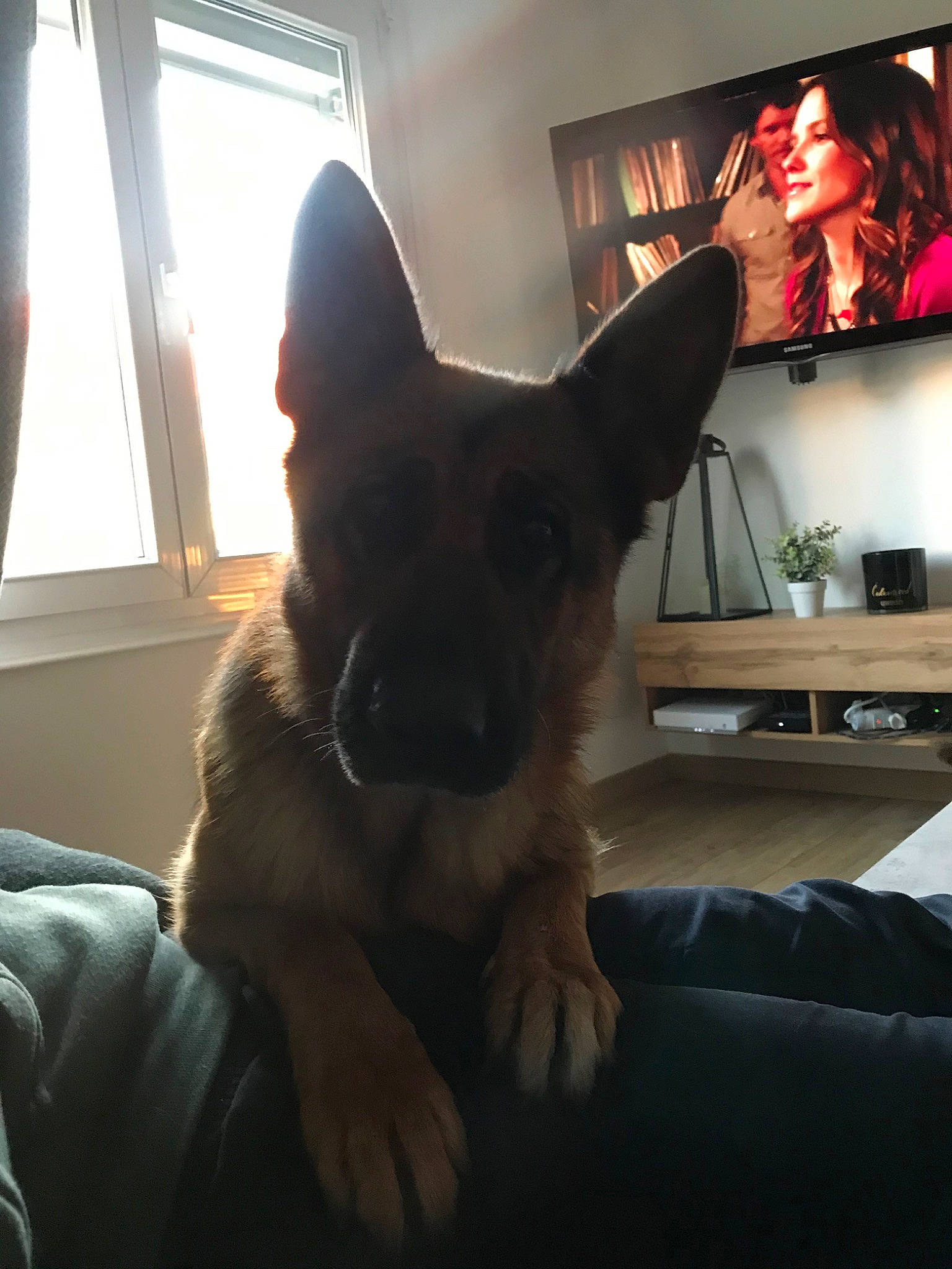 Mayla a rejoint le concours — aidez-le/la à gagner de superbes lots ! belgian_shepherd_malinois, canidae, carnivore, dog, dog_breed, ear, east_european_shepherd, fawn, german_shepherd_dog, king_shepherd, mammal, old_german_shepherd_dog, puppy, room, snout, vertebrate, working_dog