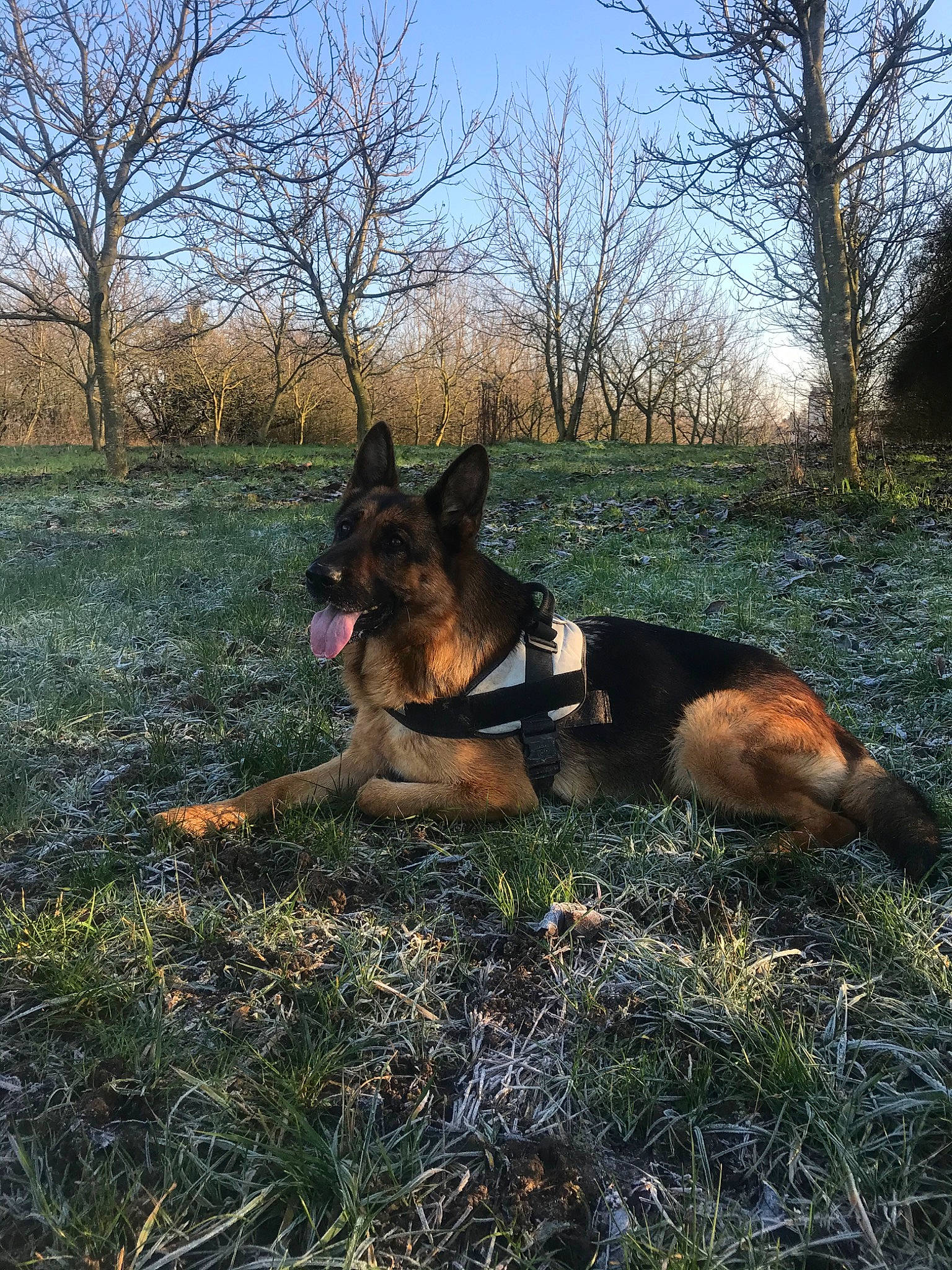 Mayla a rejoint le concours — aidez-le/la à gagner de superbes lots ! belgian_shepherd_malinois, bohemian_shepherd, canidae, carnivore, dog, dog_breed, east_european_shepherd, german_shepherd_dog, grass, king_shepherd, kunming_wolfdog, mammal, old_german_shepherd_dog, plant, police_dog, shiloh_shepherd_dog, snout, tree, vertebrate, working_dog