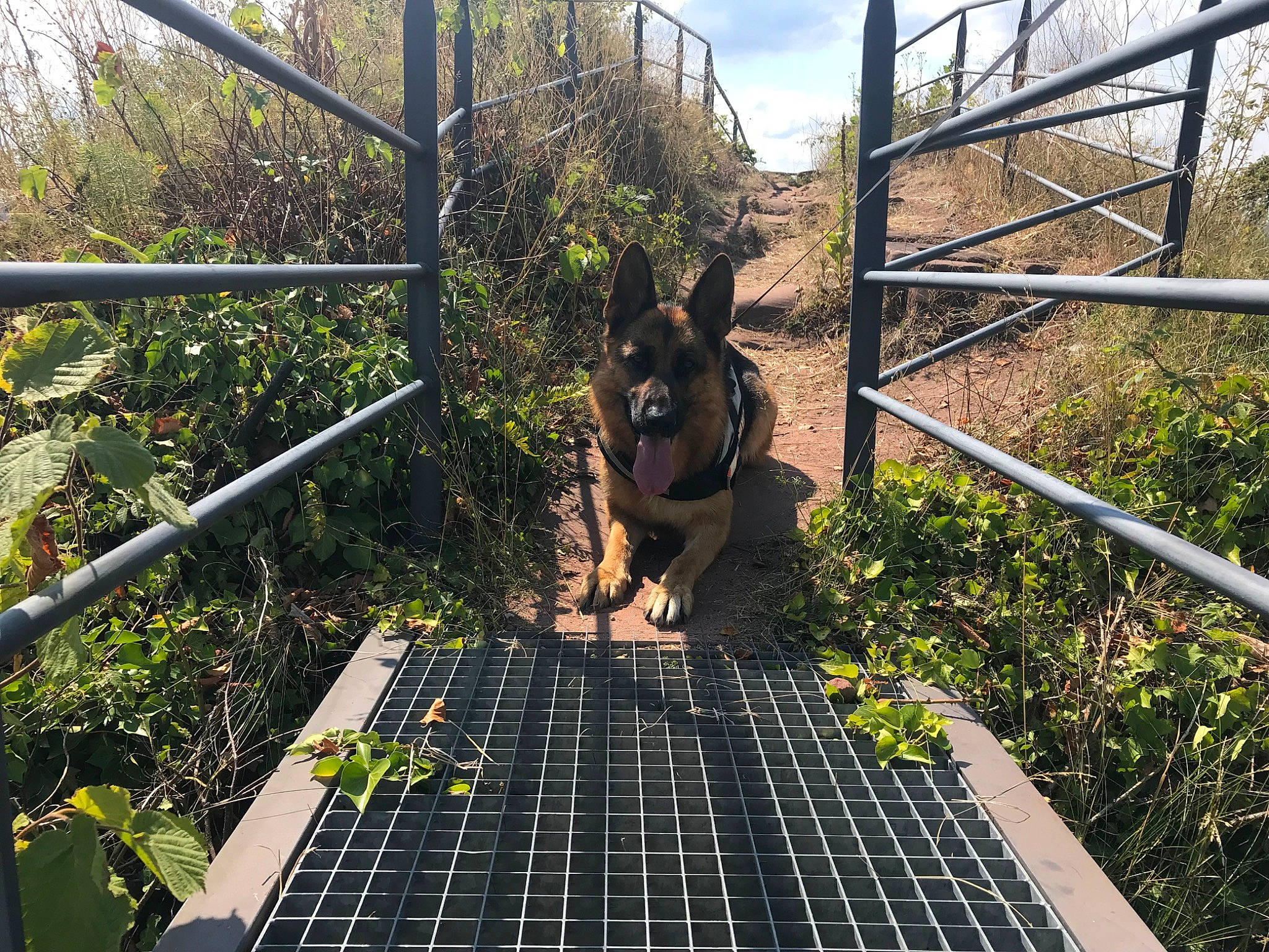 Mayla a rejoint le concours — aidez-le/la à gagner de superbes lots ! belgian_shepherd, canidae, carnivore, dog, dog_breed, east_european_shepherd, german_shepherd_dog, guard_dog, iron, metal, plant, police_dog, roof, snout, sporting_group, tree, wolfdog, working_dog, zoo