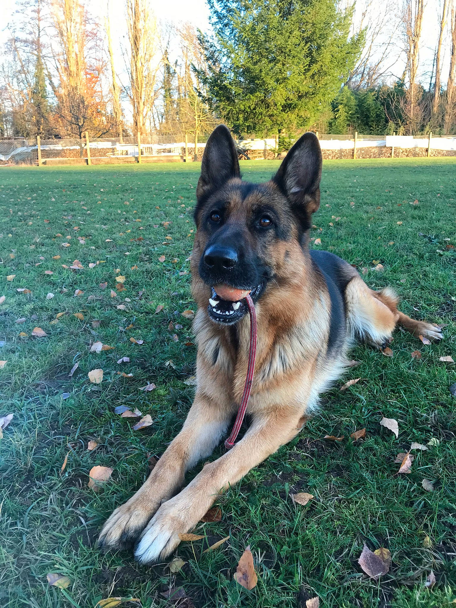 Mayla participe au concours pour gagner de l'argent avec cette photo : belgian_shepherd, belgian_shepherd_malinois, canidae, carnivore, dog, dog_breed, east_european_shepherd, german_shepherd_dog, grass, king_shepherd, kunming_wolfdog, mammal, old_german_shepherd_dog, police_dog, rare_breed_dog, shiloh_shepherd_dog, snout, tervuren, vertebrate, working_dog