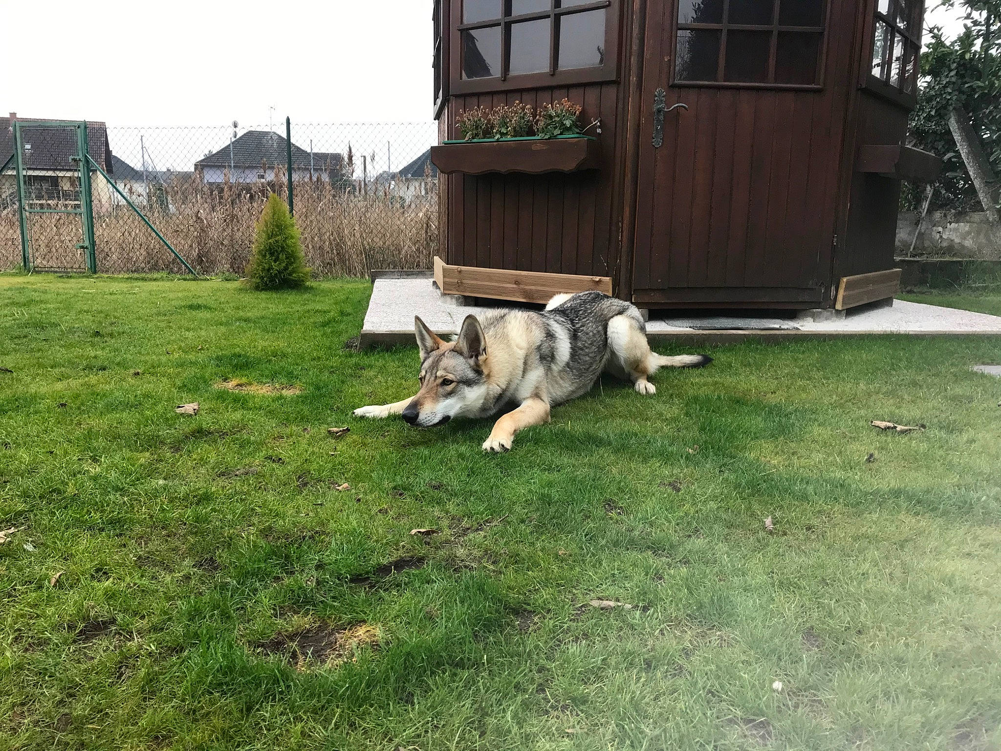 Nova a rejoint le concours — aidez-le/la à gagner de superbes lots ! alaskan_malamute, backyard, canidae, carnivore, dog, dog_breed, grass, home, house, lawn, livestock_guardian_dog, siberian_husky, sporting_group, wolfdog, working_dog, yard