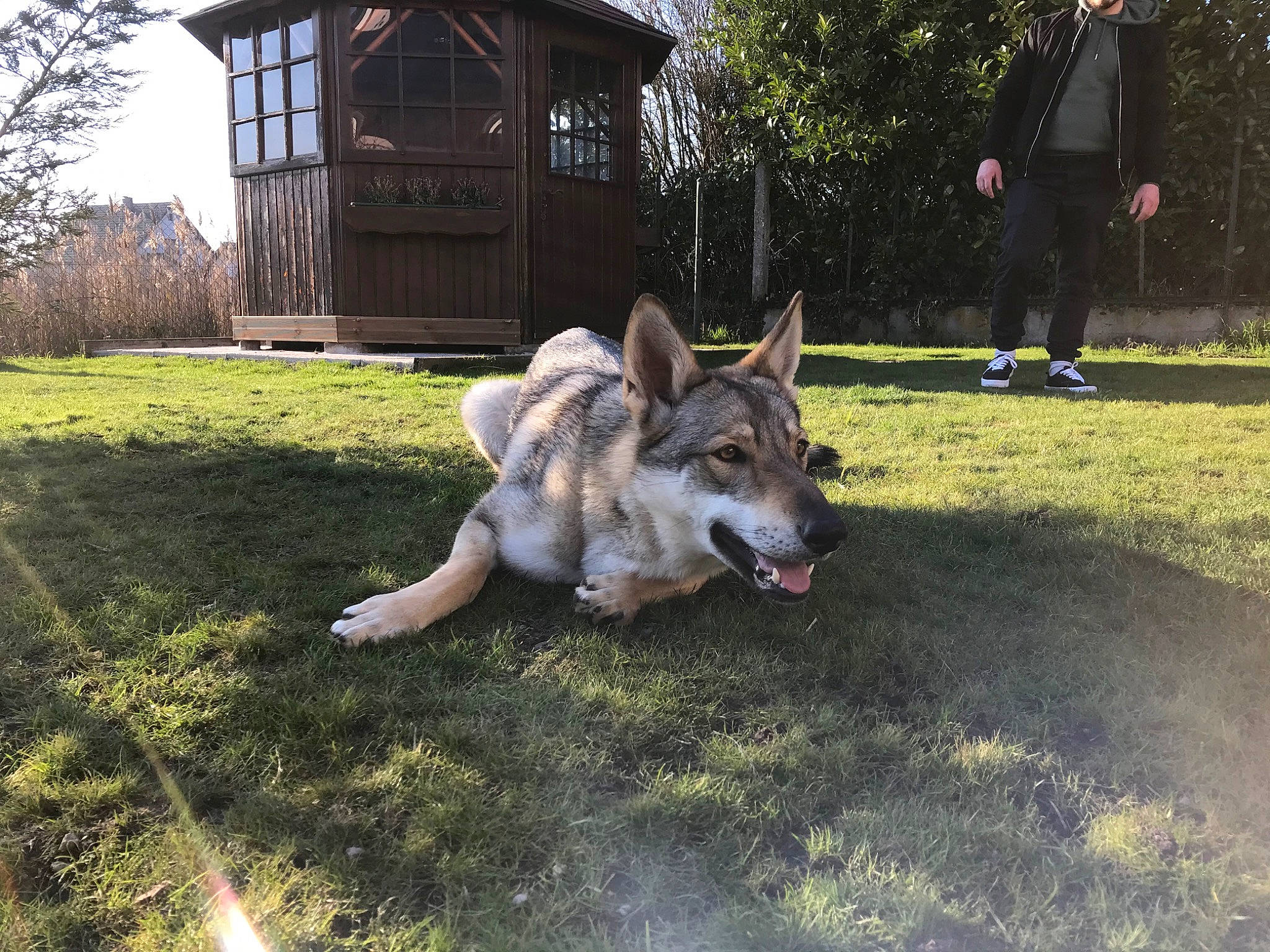 Nova a rejoint le concours — aidez-le/la à gagner de superbes lots ! canidae, carnivore, czechoslovakian_wolfdog, dog, dog_breed, east_european_shepherd, fawn, german_shepherd_dog, grass, jamthund, kunming_wolfdog, mammal, native_american_indian_dog, northern_inuit_dog, old_german_shepherd_dog, saarloos_wolfdog, shiloh_shepherd_dog, tamaskan_dog, vertebrate, wolfdog