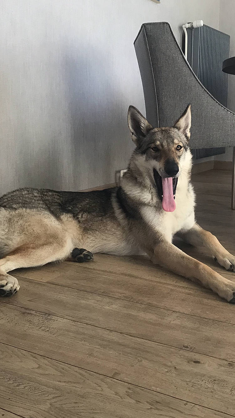 Nova a rejoint le concours — aidez-le/la à gagner de superbes lots ! canidae, carnivore, czechoslovakian_wolfdog, dog, dog_breed, east_european_shepherd, german_shepherd_dog, jamthund, kunming_wolfdog, mammal, native_american_indian_dog, northern_inuit_dog, norwegian_elkhound, saarloos_wolfdog, shiloh_shepherd_dog, siberian_husky, snout, tamaskan_dog, vertebrate, wolfdog