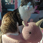 Dracula is registered to the contest to win money with this photo: brown, cat, cozy, cute, decor, face, furniture, furry, green_eyes, indoor, lighting, mirror, pet, pink, plush_toy, room, sitting, soft_texture, unicorn, white