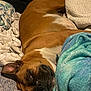 Bella Mae Kennedy is registered to the contest to win money with this photo: dog, sleeping, blanket, brown, cozy, resting, pet, fur, indoors, comfort, cute, relaxed, snout, ears, fur_pattern, home, soft, pile, napping, companion