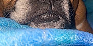 Bella Mae Kennedy is registered to the contest to win money with this photo: dog, close_up, brown_fur, black_nose, sleepy, blanket, blue, texture, resting, pet, animal, indoor, cozy, fur, snout, ears, portrait, cute, calm, relaxed