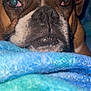 dog, close_up, brown_fur, black_nose, sleepy, blanket, blue, texture, resting, pet, animal, indoor, cozy, fur, snout, ears, portrait, cute, calm, relaxed