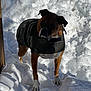 dog, snow, outdoor, winter, jacket, pet, animal, cold, paw, canine, fur, nature, daylight, snout, standing, brown, white, black, frozen, snowy