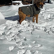 Bella Mae Kennedy joined the competition — help win amazing prizes! alert, animal, backyard, canine, cold, cold_weather, daylight, daytime, dog, fur, ladder, mammal, nature, outdoor, pet, snow, snowy, standing, winter, winter_coat