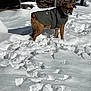 dog, snow, winter_coat, outdoor, cold, snowy, pet, canine, animal, backyard, ladder, daylight, winter, fur, standing, alert, nature, cold_weather, daytime, mammal