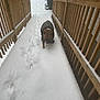 dog, snow, winter, jacket, paw_prints, outdoor, wooden_deck, railing, cold, snowfall, canine, pet, animal, footprints, coat, walking, weather, fence, daytime, nature