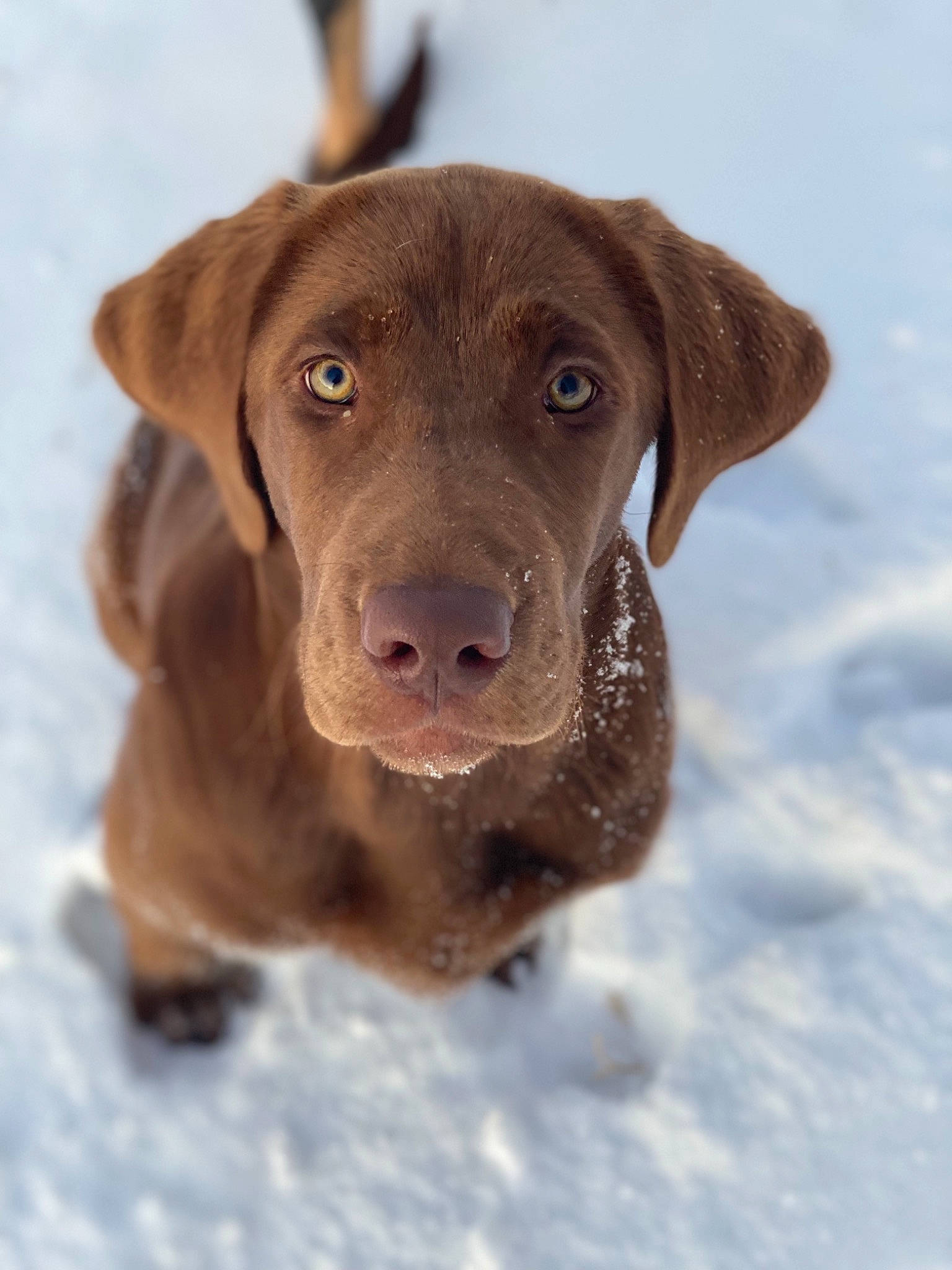 Huntley joined the competition — help win amazing prizes! canidae, carnivore, collar, companion_dog, dog, dog_breed, dog_collar, fawn, freezing, fur, gun_dog, liver, pointing_breed, retriever, snout, snow, sporting_group, whiskers, winter, working_animal