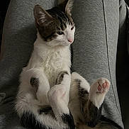 Zoumie participe au concours pour gagner de l'argent avec cette photo : cat, lap, relaxed, white_fur, tabby_fur, paws, pet, animal, indoor, cozy, person, grey_pants, fur_pattern, cute, resting, comfort, domestic_cat, mammal, close_up, soft_lighting