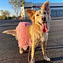 animal, asphalt, blurred_background, buildings, canine, daytime, dog, ears_up, golden_retriever, happy, leash, outdoor, pet, pink, playful, standing, sunlight, tongue_out, trees, tutu