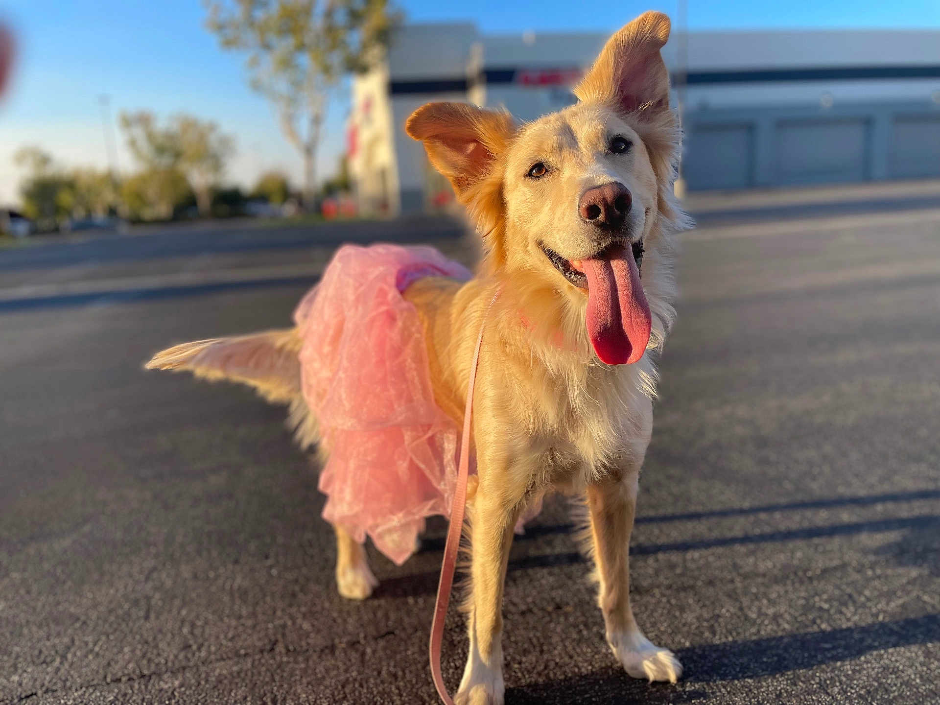 Sadie