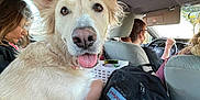 Sadie is registered to the contest to win money with this photo: animal, backpack, candid, car_interior, casual, dog, ears, fur, happy, human, passenger, person, pet, road_trip, seat, sunlight, tongue_out, transportation, travel, window
