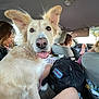 animal, backpack, candid, car_interior, casual, dog, ears, fur, happy, human, passenger, person, pet, road_trip, seat, sunlight, tongue_out, transportation, travel, window