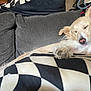Sadie is registered to the contest to win money with this photo: animal, canine, comfortable, couch, cozy, cute, dog, domestic, fur, furniture, home, indoor, nap, paw, pet, pillow, relaxation, rest, sleeping, tongue