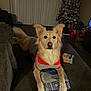 Sadie is registered to the contest to win money with this photo: animal, blanket, box, canine, carpet, christmas_tree, couch, dog, ears, fur, furniture, holiday_decor, home, indoor, living_room, nose, pet, relaxing, sweater, tail