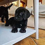 Scouby participe au concours pour gagner de l'argent avec cette photo : animal, background, black_dog, canine, close_up, cute, domestic_animal, floor, home, indoor, living_room, pet, puppy, resting, table, tail, tile, two_puppies, white_furniture, young_dog