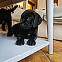 animal, background, black_dog, canine, close_up, cute, domestic_animal, floor, home, indoor, living_room, pet, puppy, resting, table, tail, tile, two_puppies, white_furniture, young_dog