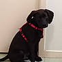 Scouby a rejoint le concours — aidez-le/la à gagner de superbes lots ! animal, black_dog, canine, companion, curious, cute, dog, domestic_animal, floor, indoor, pet, pet_accessory, puppy, quiet, red_harness, side_view, sitting, tile_floor, wall, young_dog