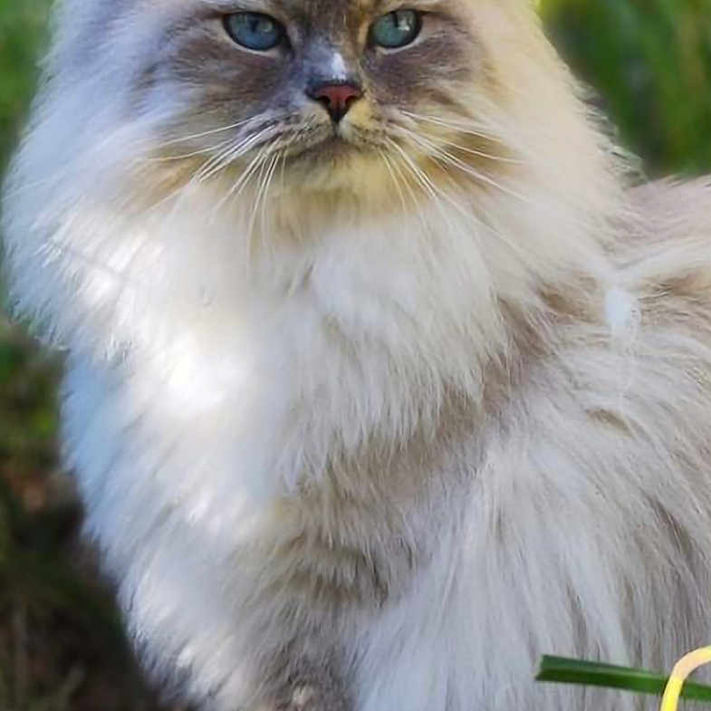 Sofia