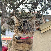 Maya a rejoint le concours — aidez-le/la à gagner de superbes lots ! cat, tabby, pet, animal, feline, collar, outdoor, window, plant, lantern, greenery, fur, whiskers, ears, face, eyes, domestic, cute, portrait, nature