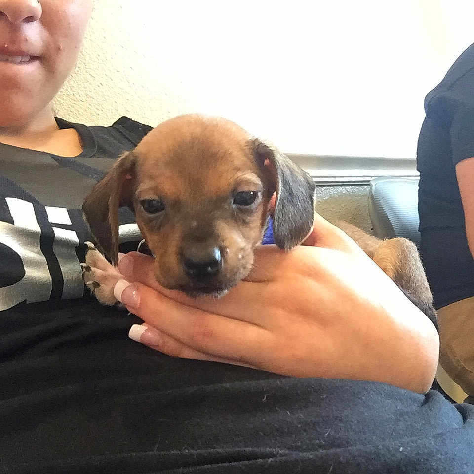 Zazu joined the competition — help win amazing prizes! beagador, black_mouth_cur, canidae, carnivore, companion_dog, dachshund, dog, dog_breed, ear, fawn, mammal, puggle, puppy, puppy_love, rare_breed_dog, rhodesian_ridgeback, snout, sporting_group, vertebrate