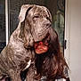 affection, brown_hair, chain_collar, cozy, curtains, dog, face, friendship, glasses, hug, indoor, large_dog, person, pet, plaid_clothing, portrait, smile, table, warmth, window