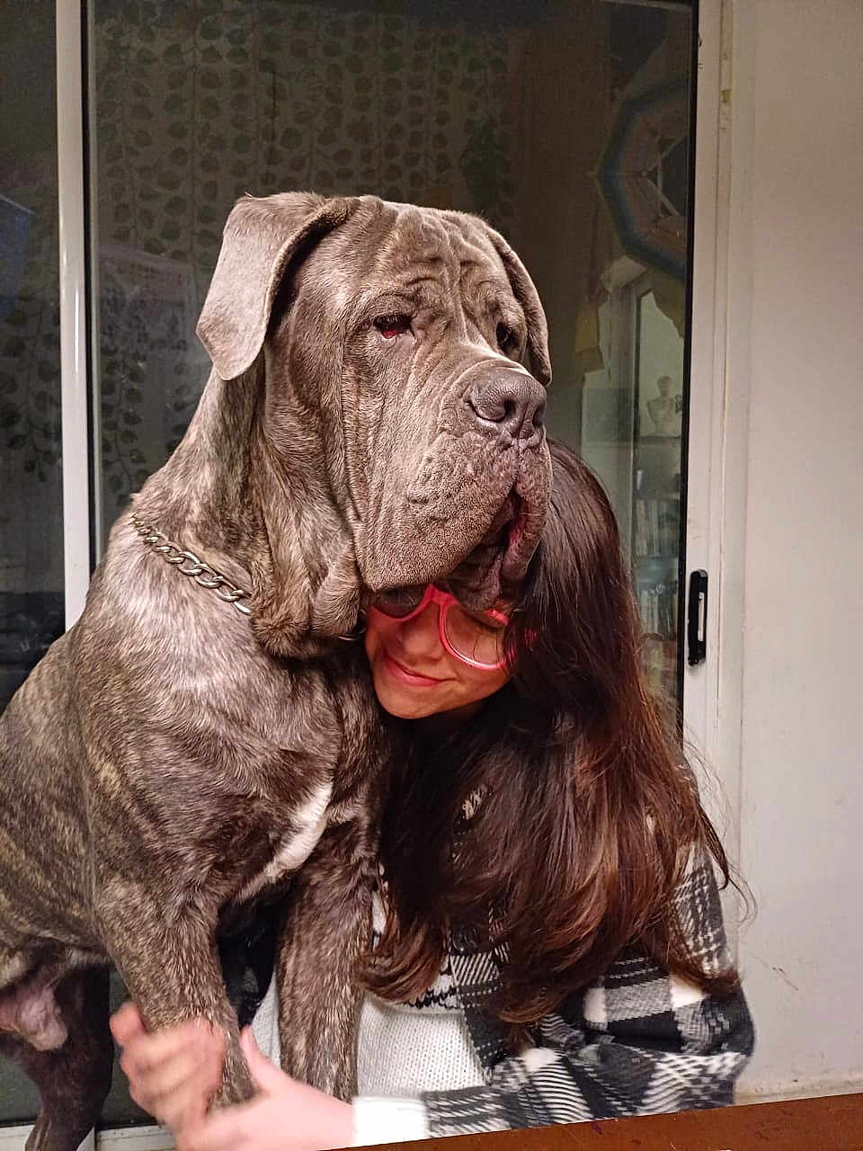 Pantro is registered to the contest to win money with this photo: affection, brown_hair, chain_collar, cozy, curtains, dog, face, friendship, glasses, hug, indoor, large_dog, person, pet, plaid_clothing, portrait, smile, table, warmth, window