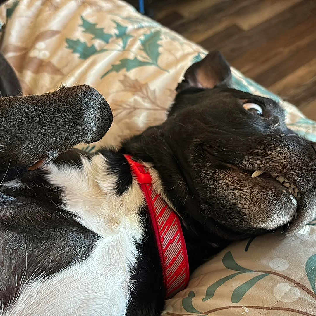 Sable is registered to the contest to win money with this photo: animal, bed, blanket, bulldog, canine, couch, cushion, dog, furniture, homedecor, hound, indoors, interiordesign, person, pet, pitbull, puppy, rat, rodent, sleeping
